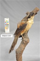 藏品(棕背伯勞)的圖片